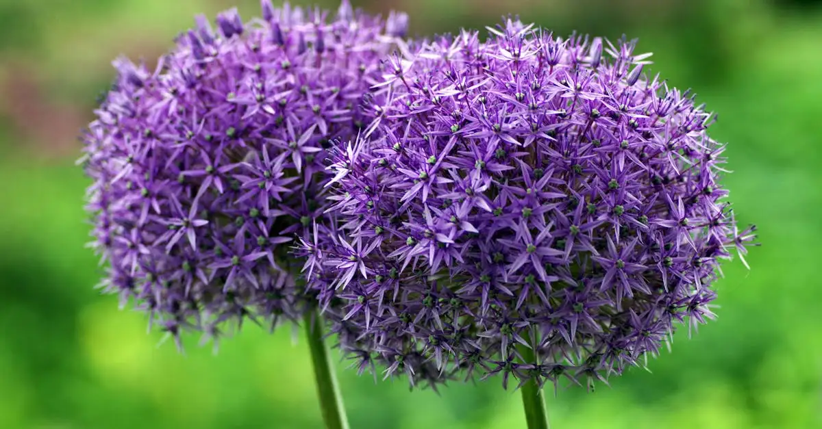 Heeft de sierui (Allium giganteum) vaak schimmelproblemen?