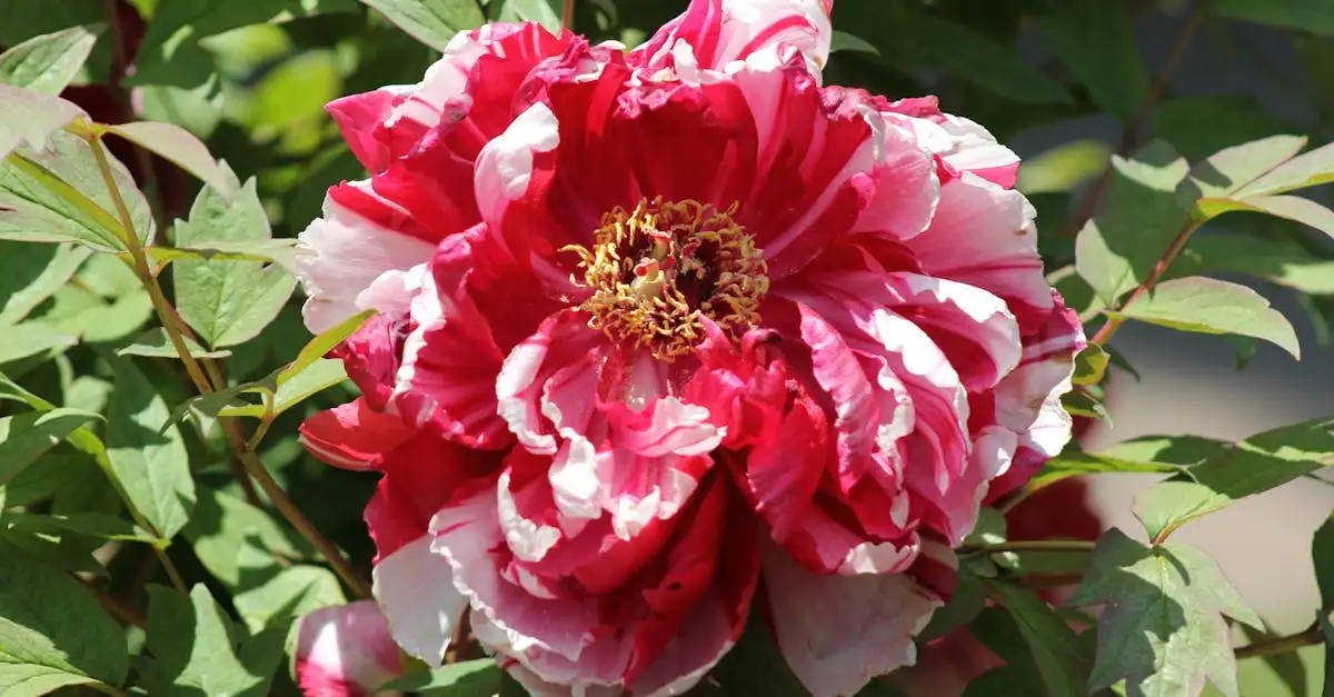 Heeft de witte wolfsmelk geurige bloemen of niet?