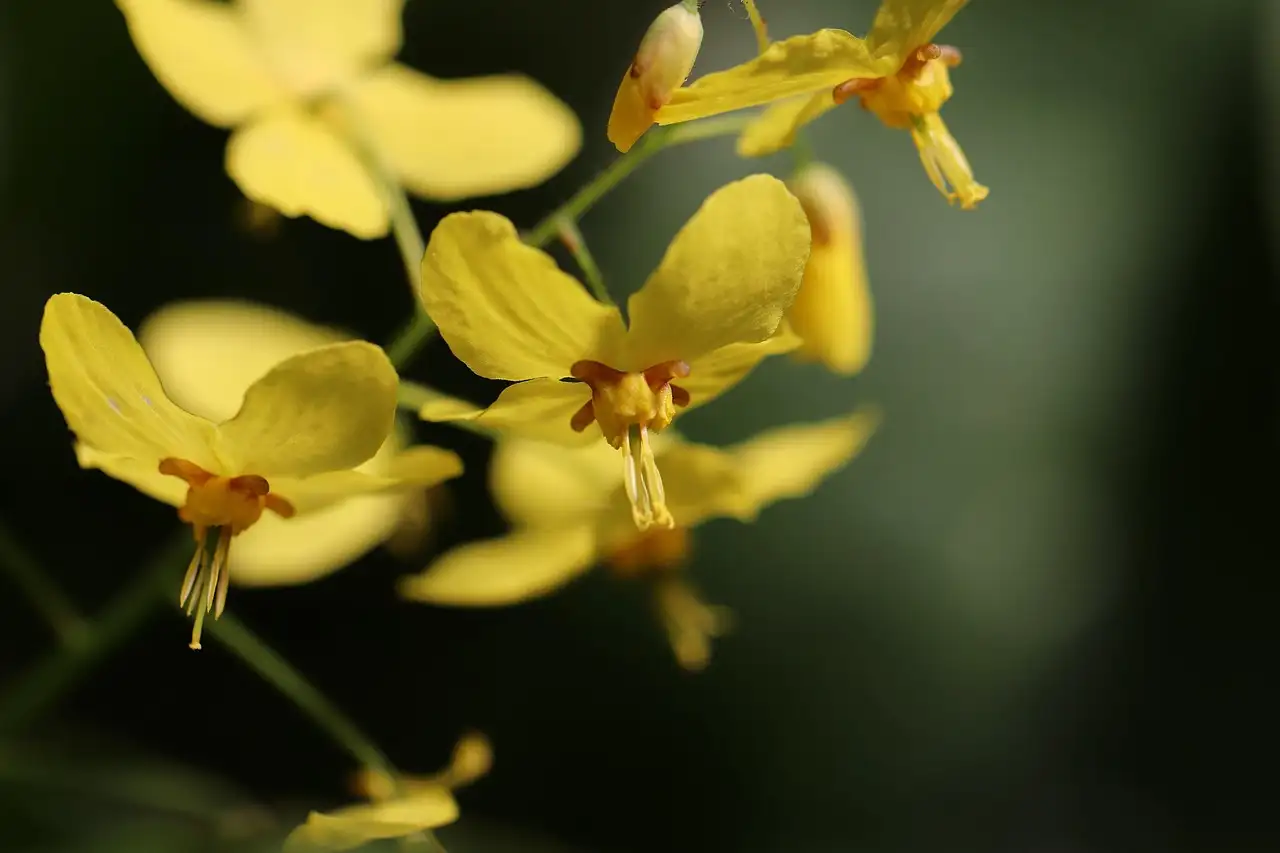 Heeft Epimedium geurige bloemen? Ontdek het hier!