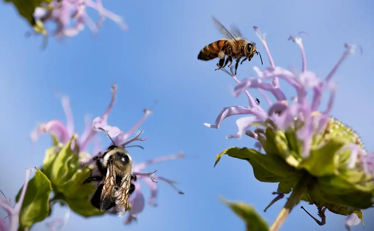 Heeft Esdoorn Waarde voor Bijen en Andere Insecten (2026)