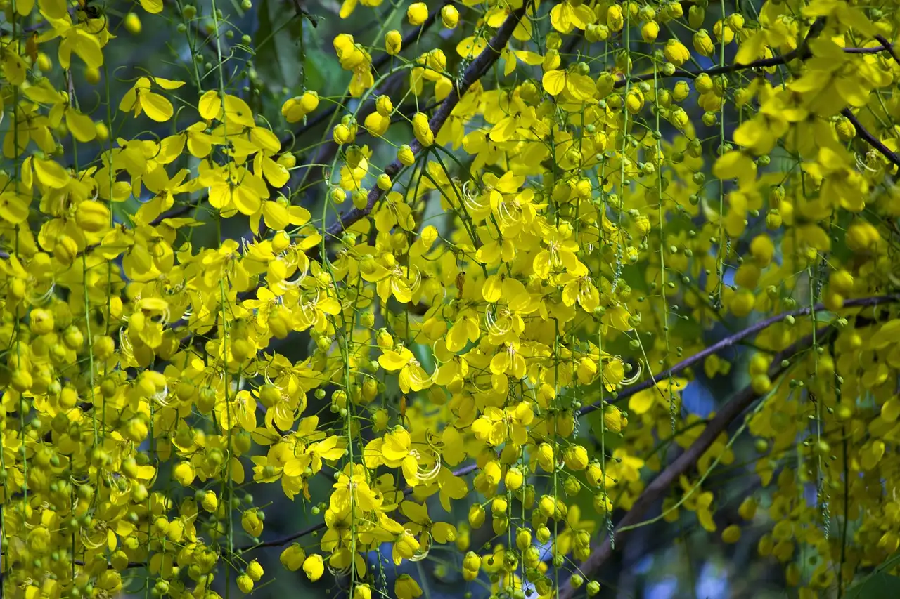 Heeft goudenregen Laburnum sierwaarde na de bloei?