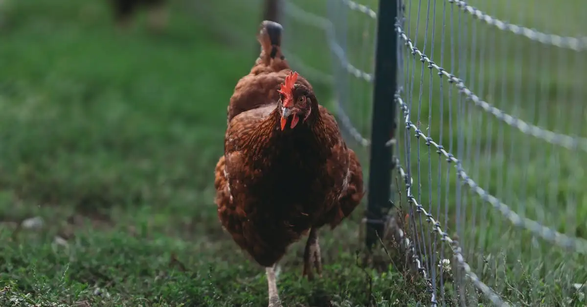 Heeft hens-en-kuikens extra voeding nodig voor bloei?