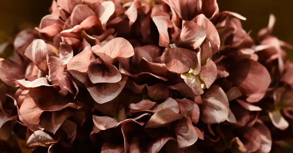Heeft Hydrangea paniculata een geur? Ontdek het hier!