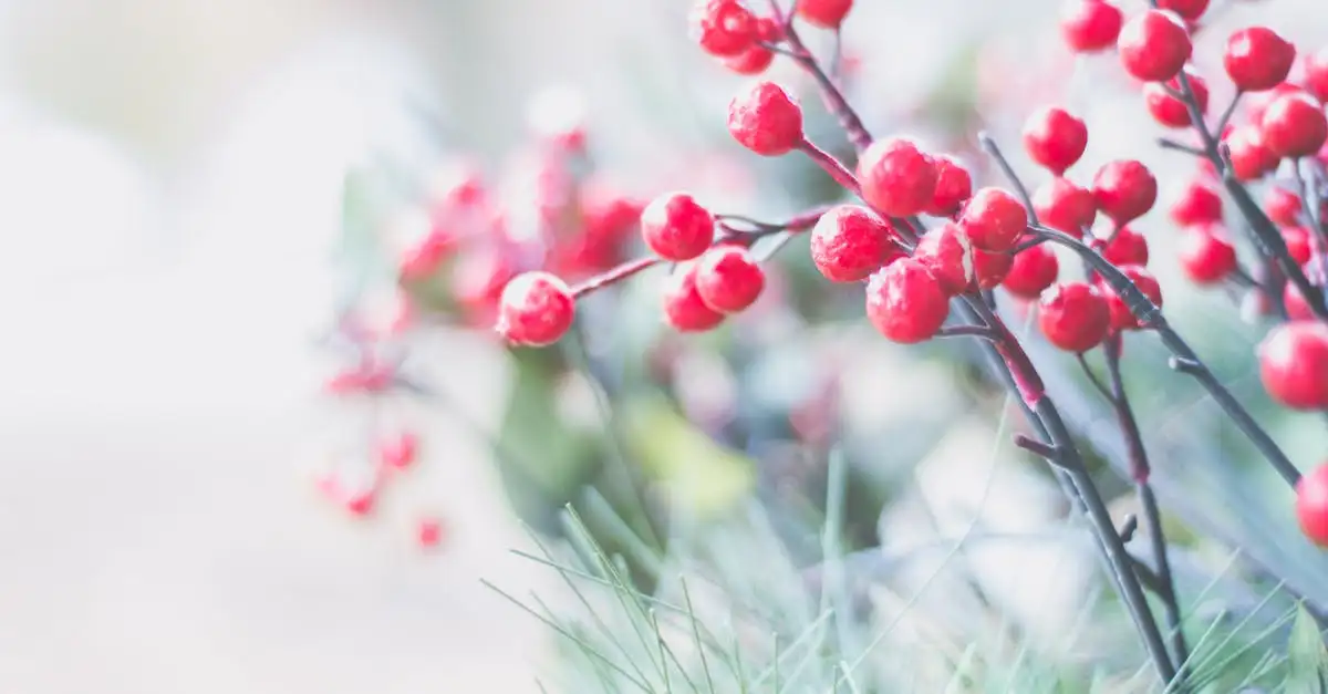 Heeft Ilex crenata bessen? Ontdek de Japanse hulst!