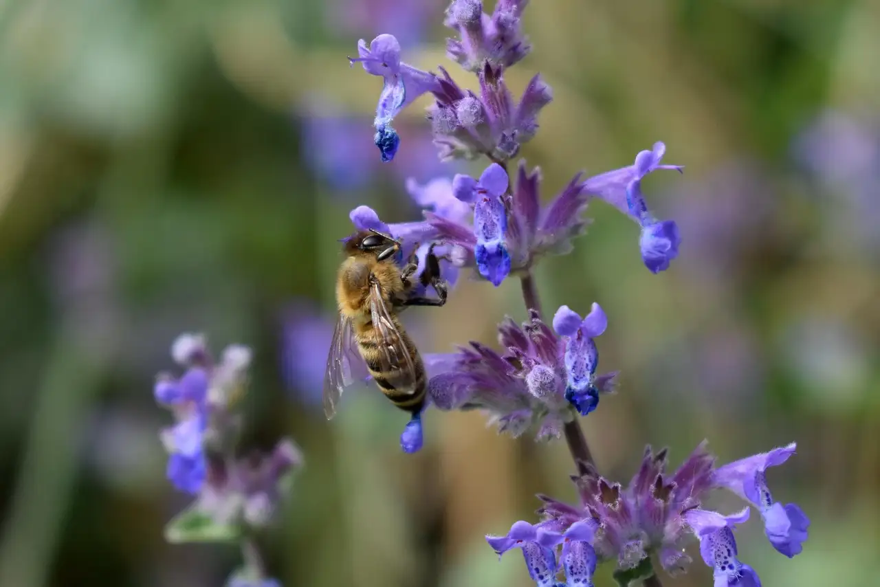 Heeft kattenkruid (Nepeta faassenii) bemesting nodig?