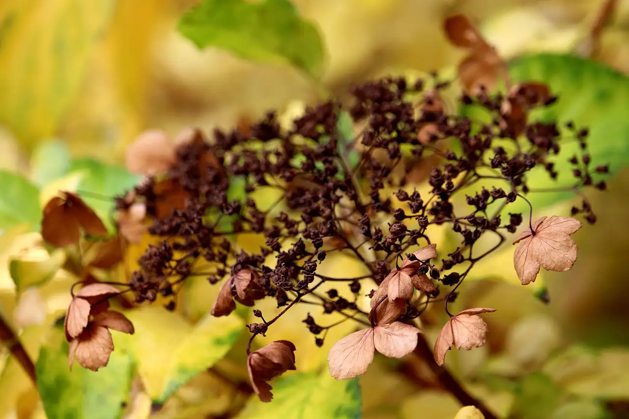 Heeft klimhortensia ondersteuning nodig in uw tuin?
