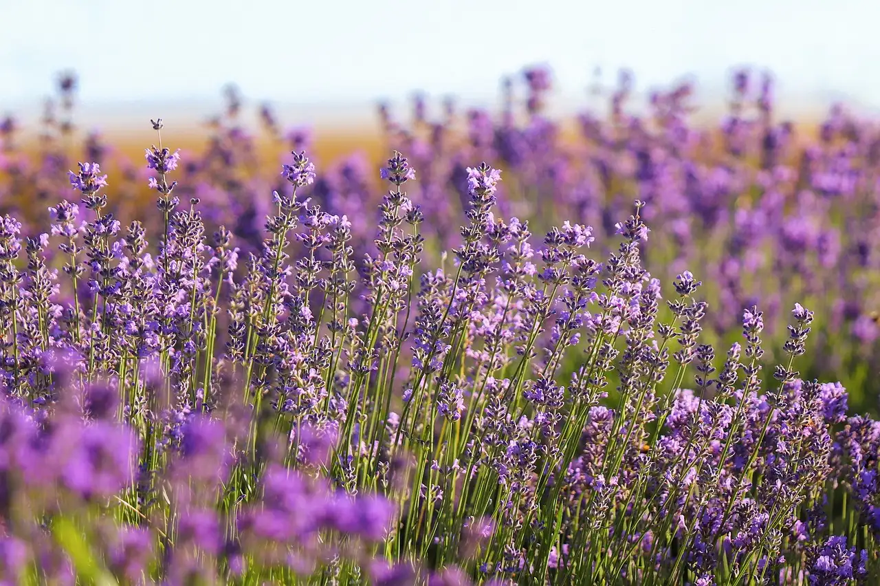 Heeft lavendel last van wortelrot op natte plekken?