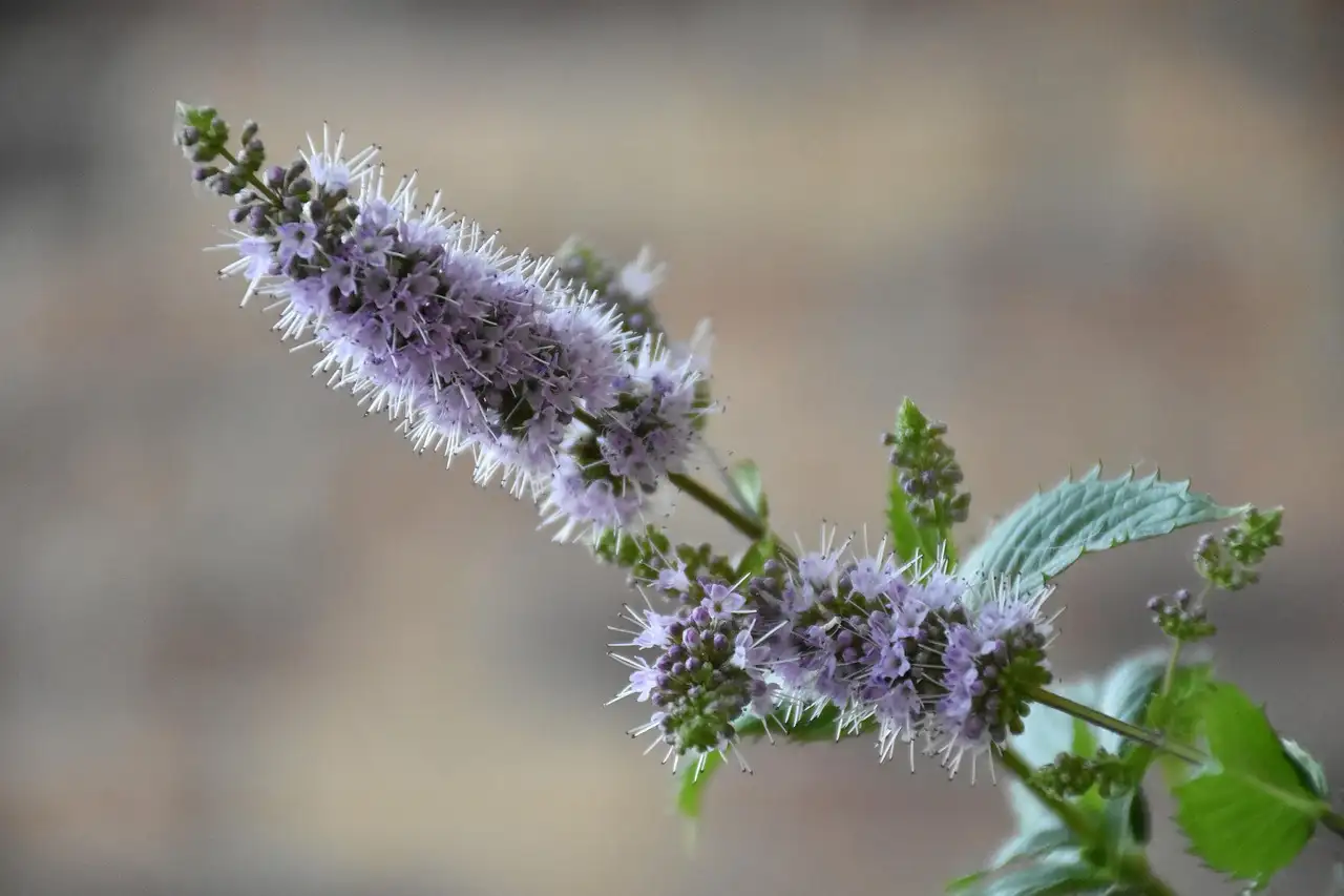 Heeft mentha (munt) een decoratieve bloei in de tuin?