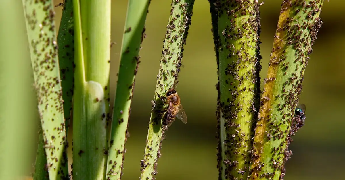 Heeft miscanthus last van bladluis of andere plagen?