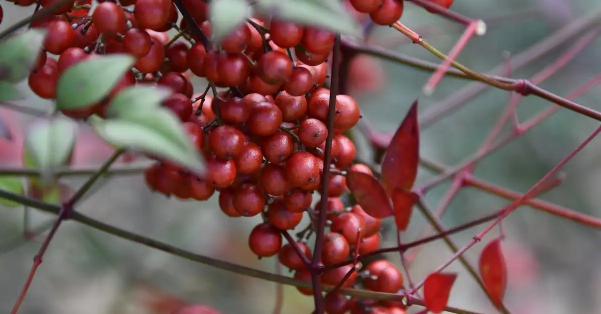 Heeft Nandina domestica invasieve eigenschappen in Nederland?