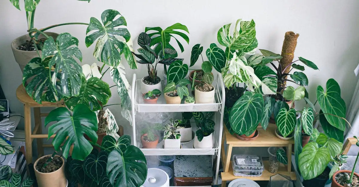 Heeft Philodendron last van spint? Tips voor verzorging