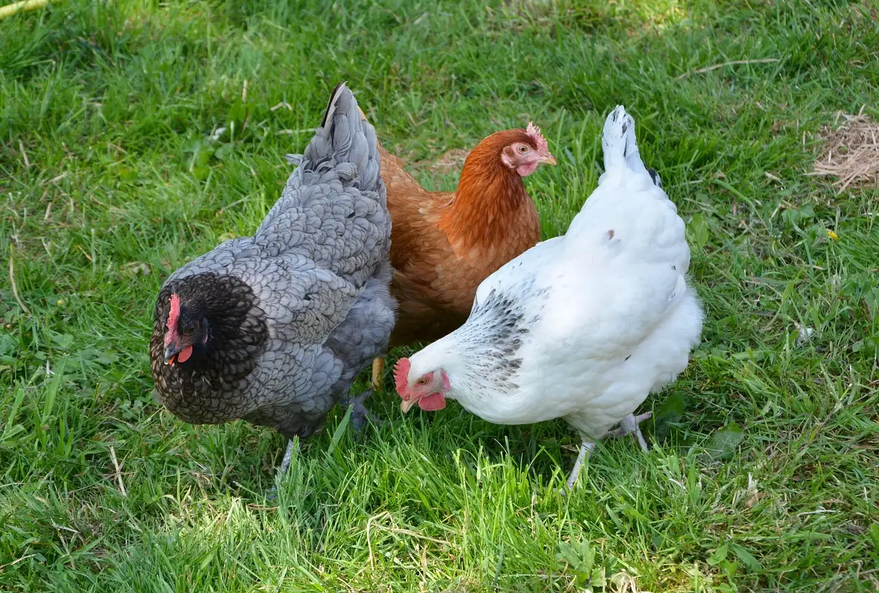 Hens-en-kuikens in stenen troggen: tips en ervaringen
