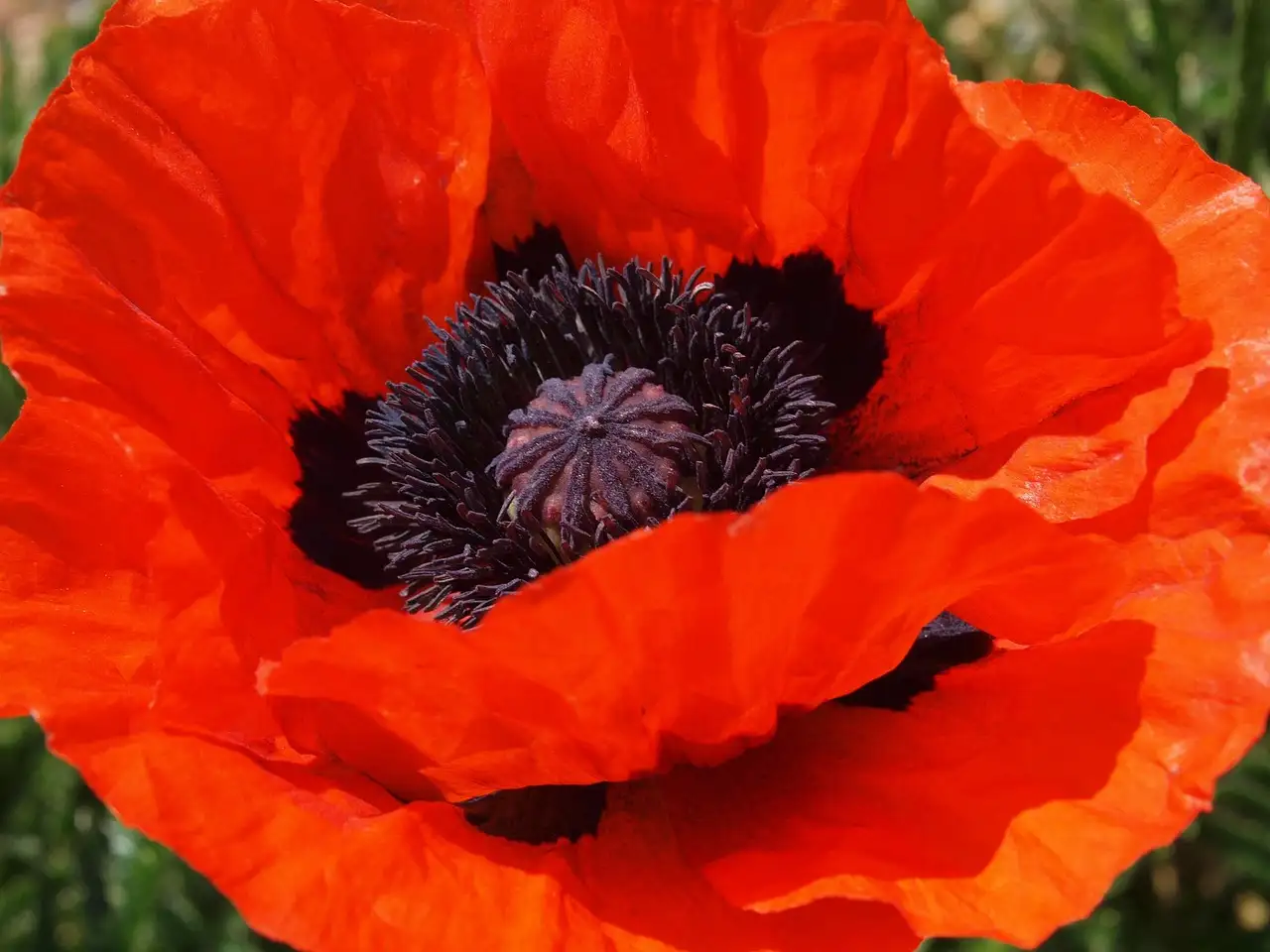 Herken Vorstschade Bij Klaproos Papaver Somniferum in het Voorjaar (2026)