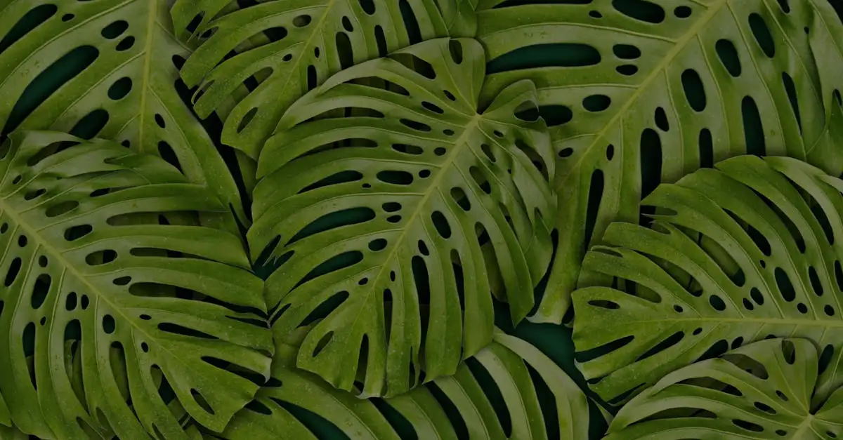 Herkomst van de Philodendron: Ontdek zijn oorsprong