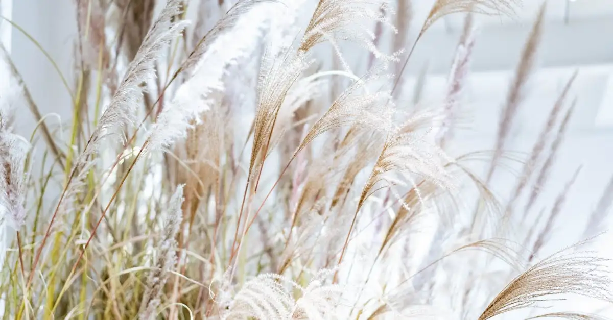 Herkomst van Miscanthus: waar komt prachtriet vandaan?