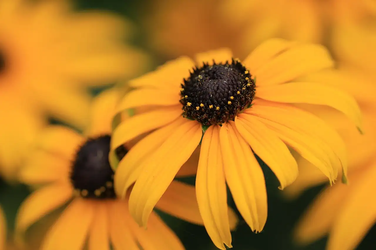 Herkomst van Rudbeckia-soorten: ontdek hun geschiedenis