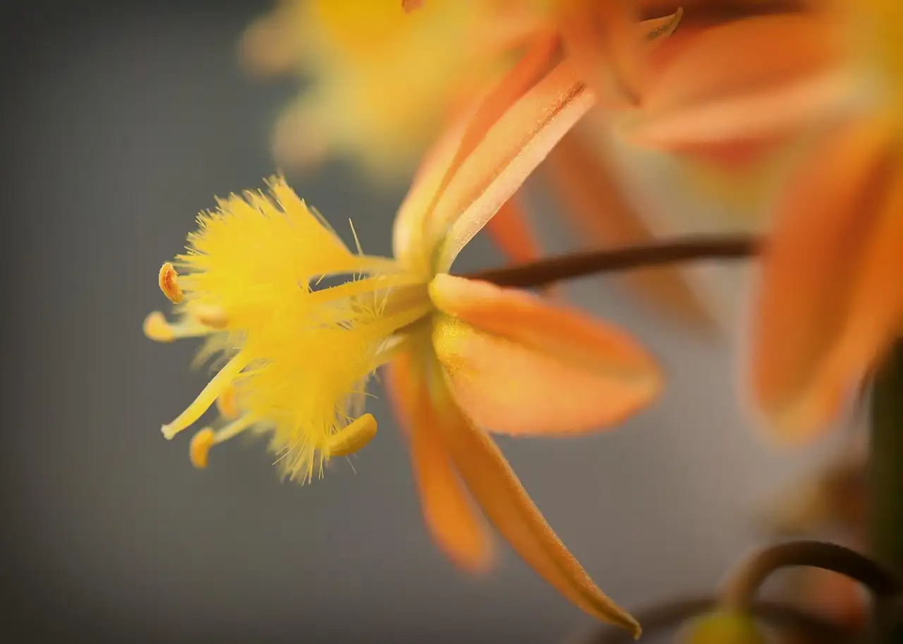 Herkomstgebied van de slijmplant (Bulbine frutescens) uitgelegd