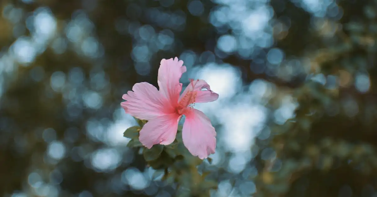 Hibiscus combineren met lavendel of buxus: tips en tricks