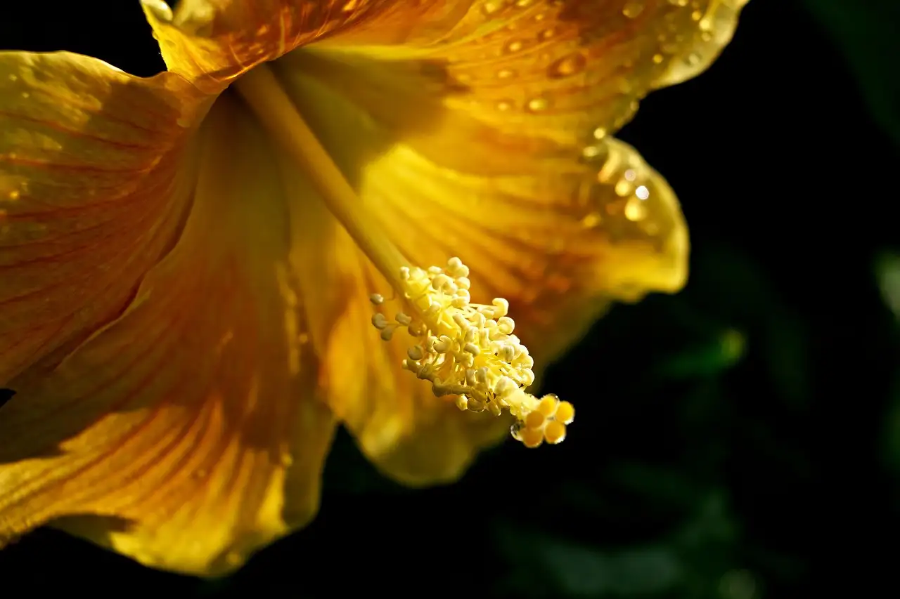 Hibiscus Hibiscus Syriacus in Pot op Zonnig Terras (2026)