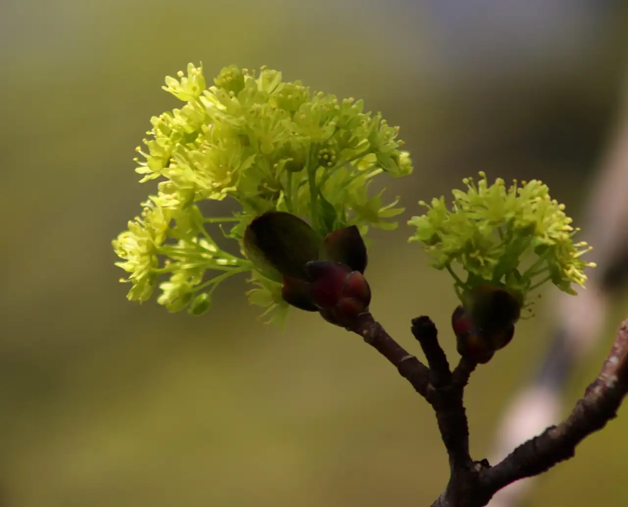 Hoe gevoelig is Acer platanoides voor droogtefactoren?