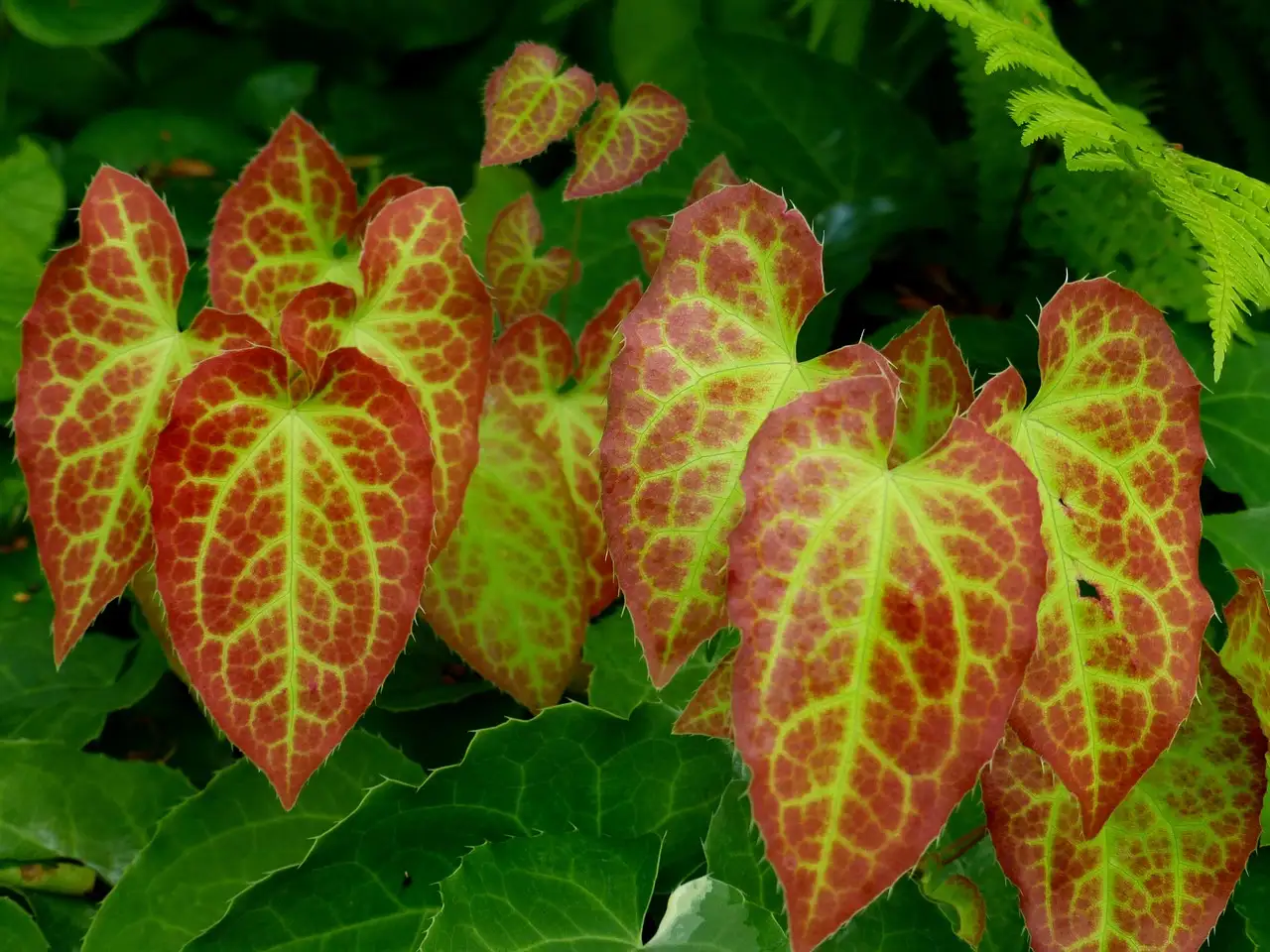 Hoe gevoelig is epimedium voor droogtestress?