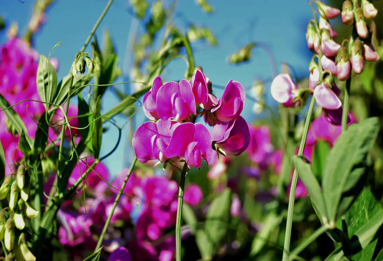 Hoe goed groeit Lathyrus (siererwt) op arme grond?