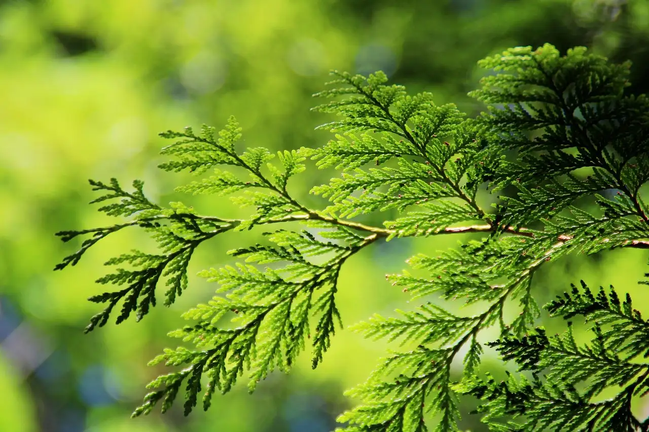 Hoe herken je een oude thuja aan zijn bast? Tips en trucs