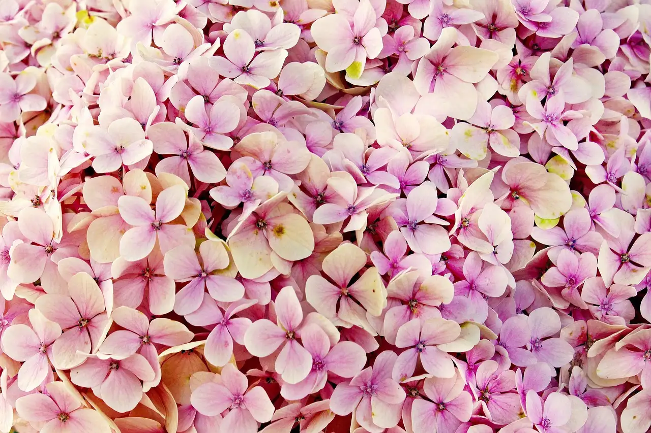 Hoe herken je stress bij Hydrangea macrophylla?