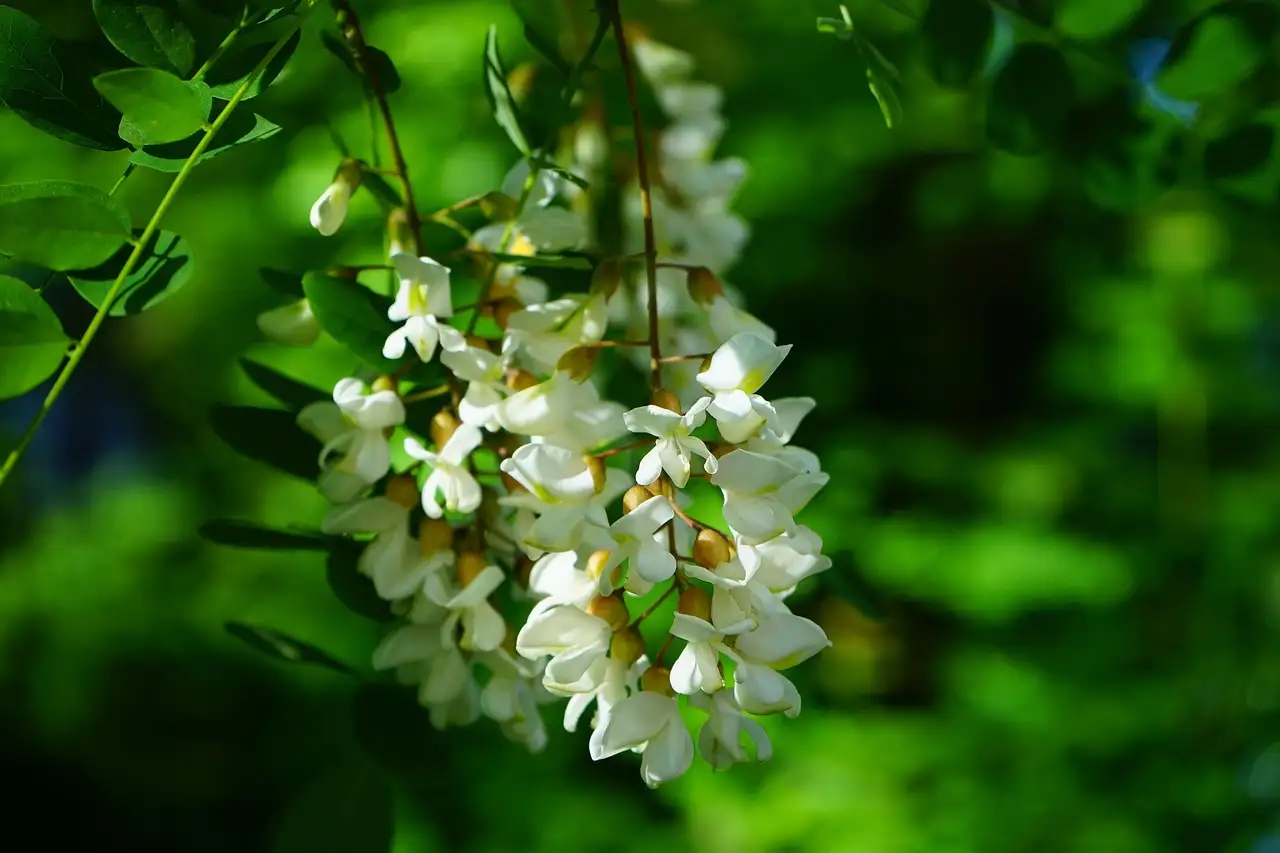Hoe Houd Je Robinia Compact in een Kleine Tuin Tips en Trucs (2026)