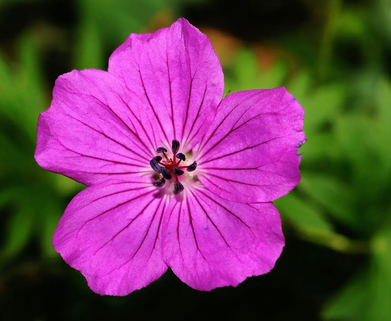 Hoe lang blijft het blad van ooievaarsbek decoratief?