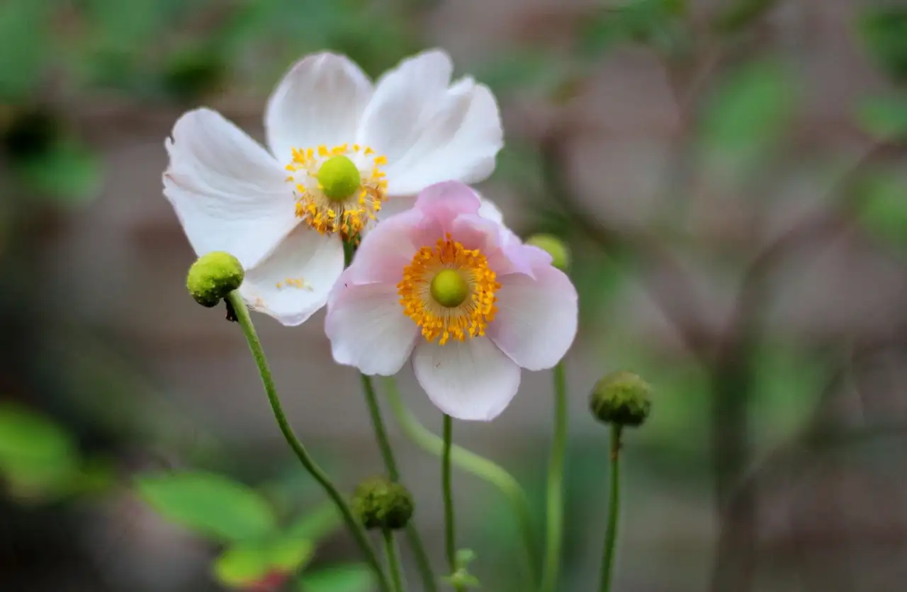 Hoe lang bloeit herfstanemoon Anemone hupehensis in de herfst?