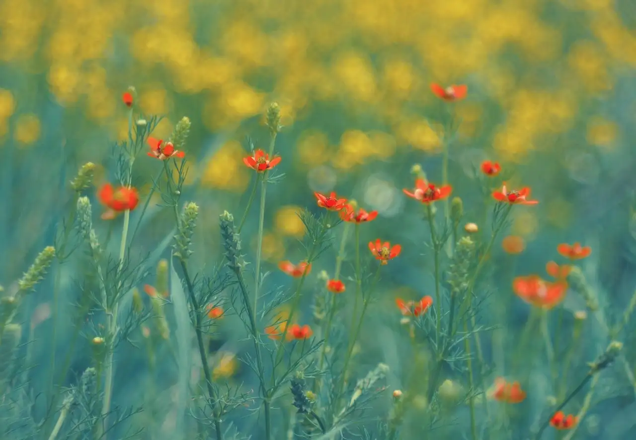 Hoe lang bloeit siererwt Lathyrus odoratus in een seizoen?