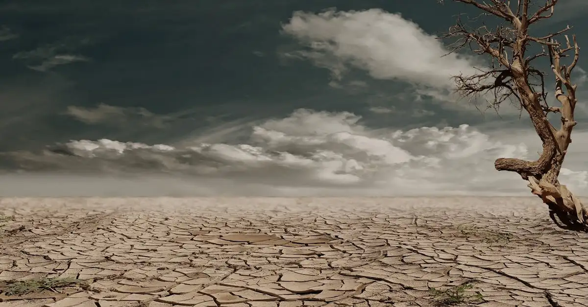 Hoe reageert de bloedwortel op zomerse droogte?