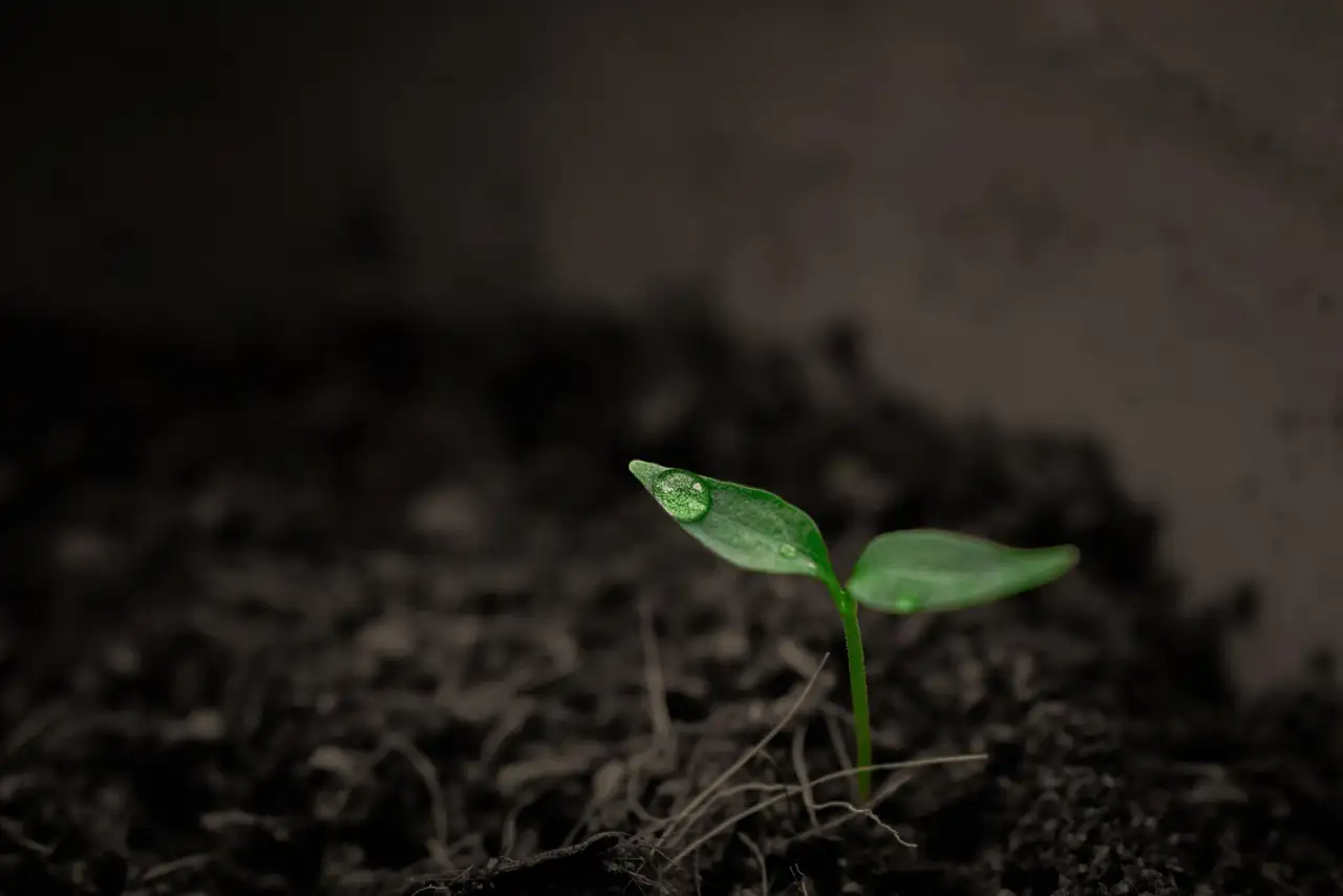 Hoe reageert de tuinwolfsmelk op kalkrijke bodem?