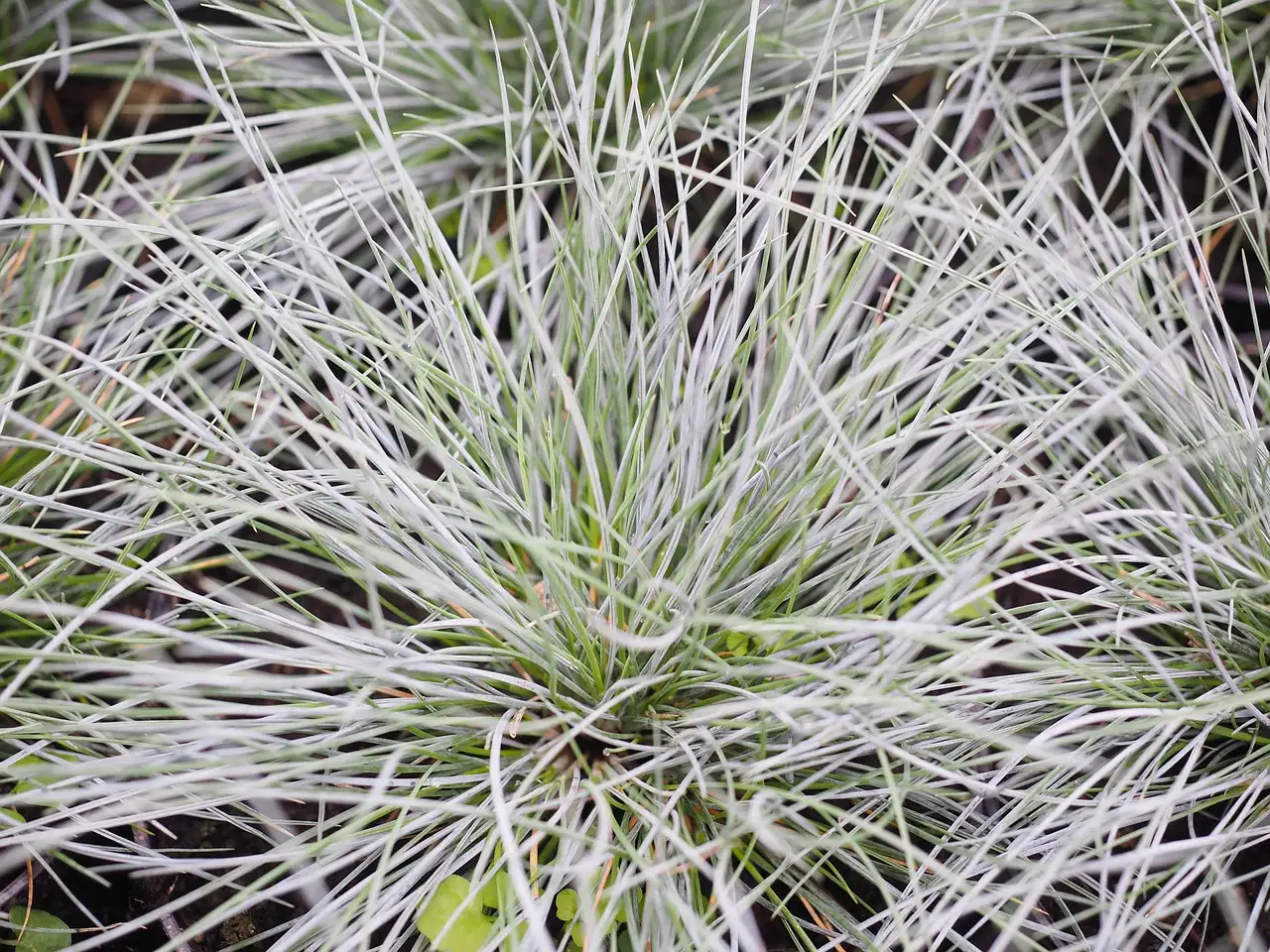 Hoe Reageert Festuca op Verplanten in de Zomer (2026)
