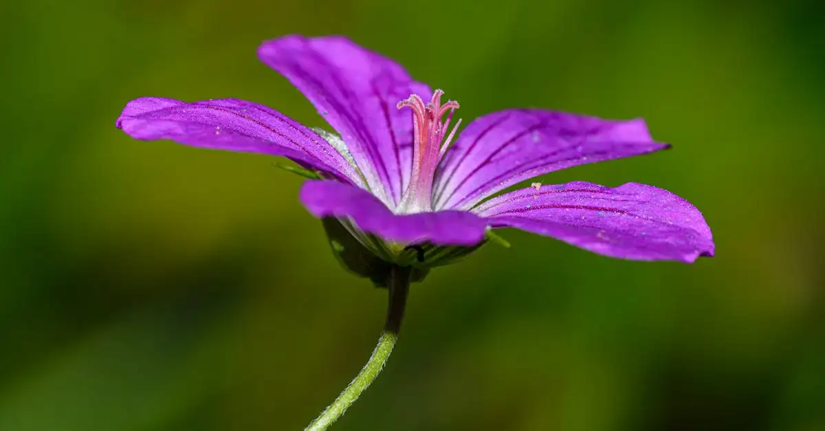 Hoe reageert ooievaarsbek Geranium endressii op droogtestress?