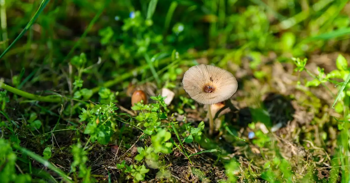 Hoe schimmel op ridderspoor Delphinium belladonna natuurlijk behandelen?