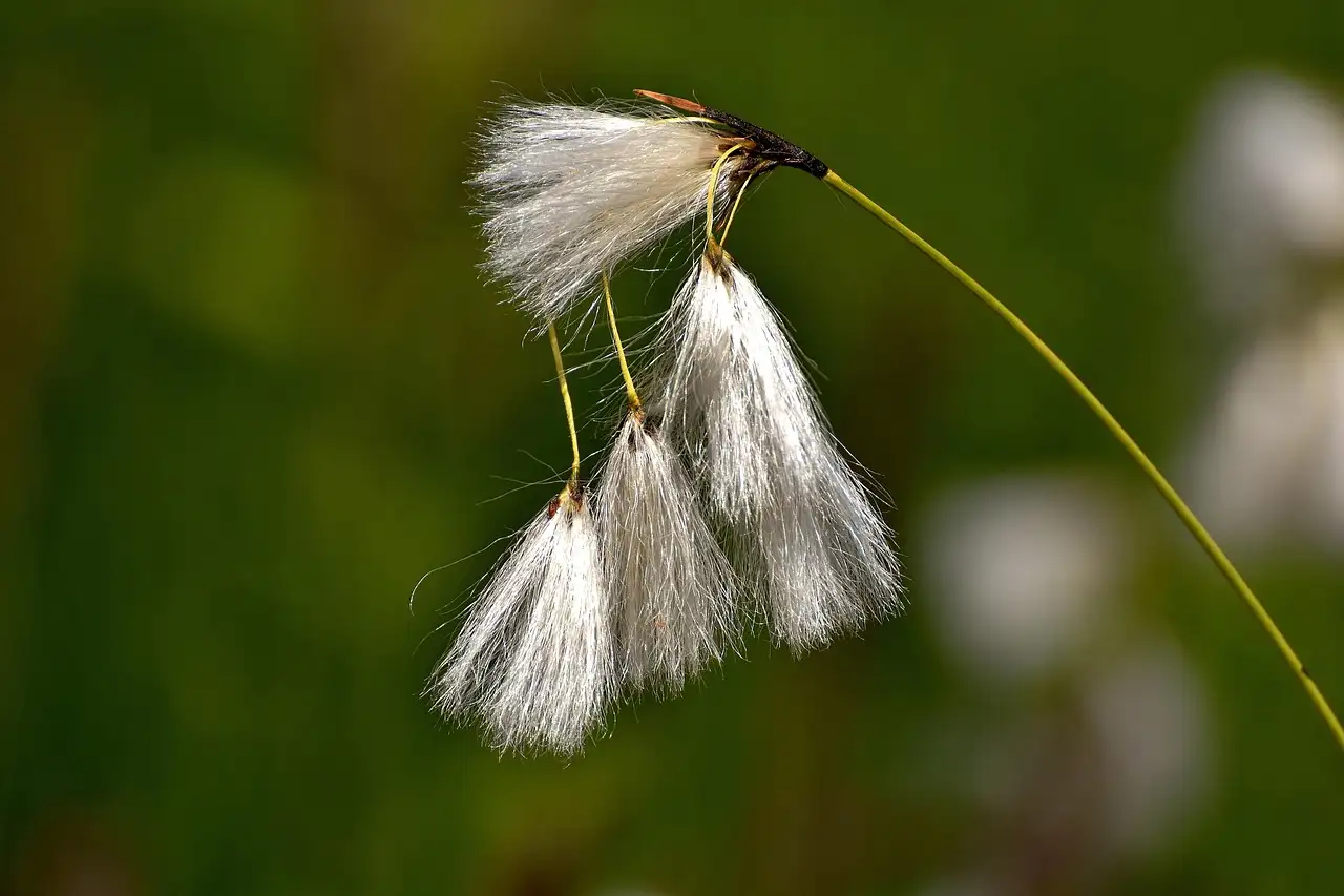 Hoe schimmelvorming bij Deschampsia (smele) te herkennen