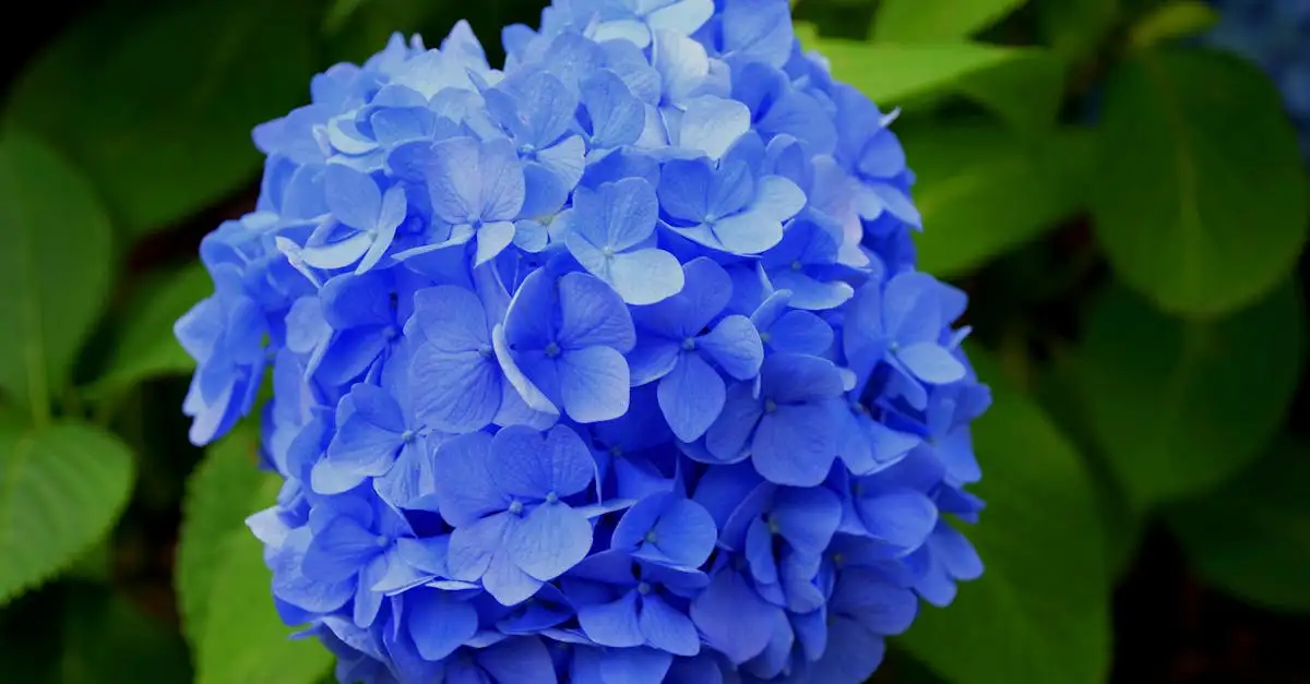 Hoe snel groeit een hortensia uit stek? Ontdek het hier!