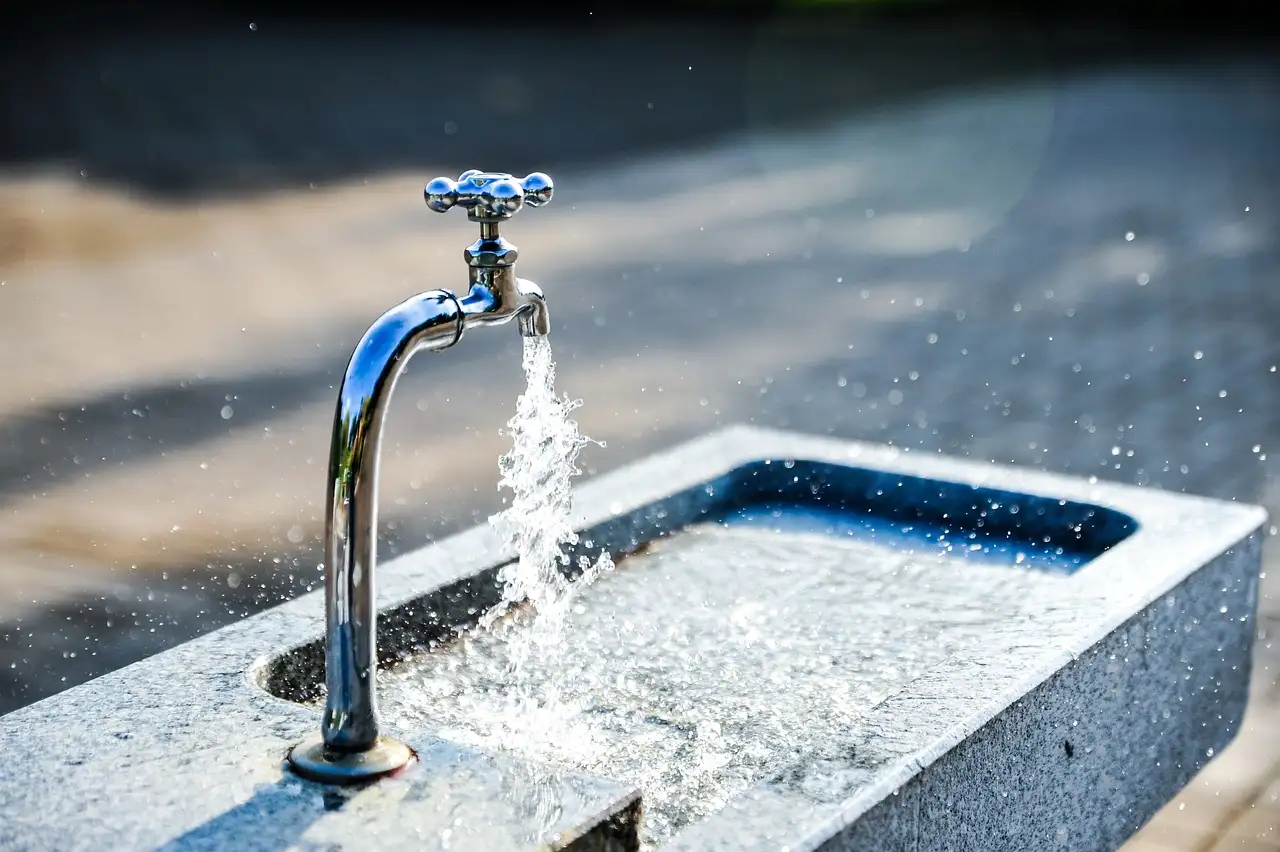 Hoe vaak de teunisbloem water geven bij droge zomers?