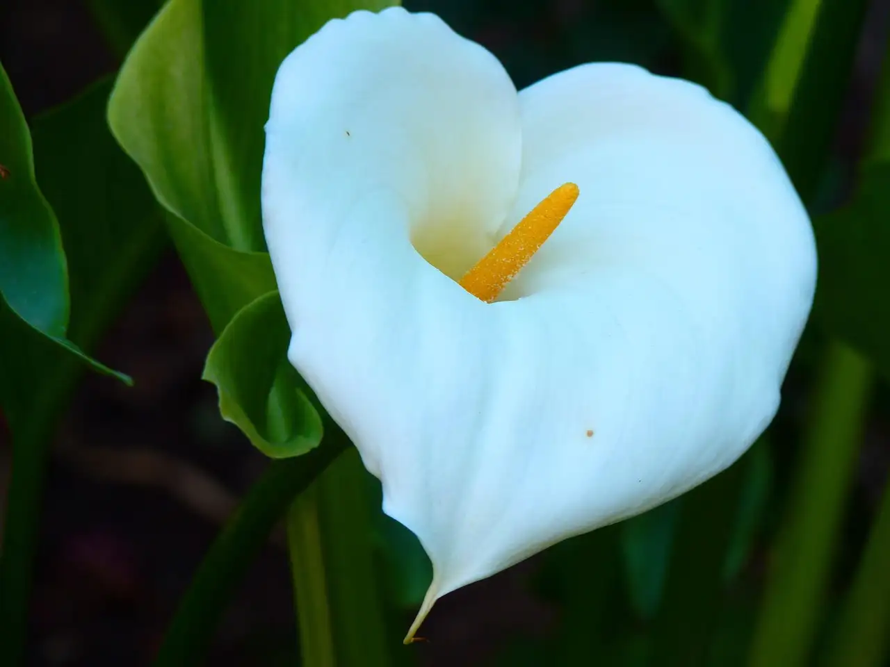 Hoe vaak Zantedeschia aethiopica (aronskelk) water geven?
