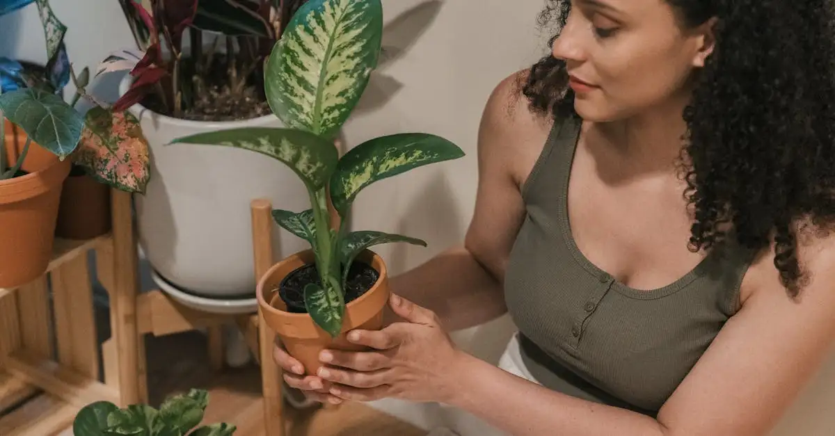 Hoe voorkom je slap blad bij dieffenbachia? Tips en advies
