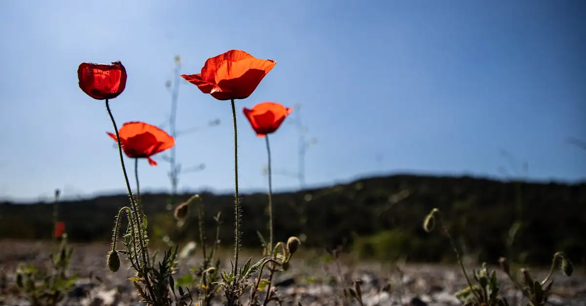 Hoe winterhard is de blauwe papaver in ons klimaat?
