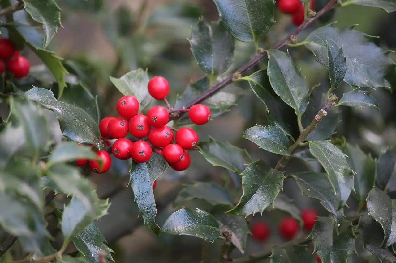 Hoe winterhard is Ilex meserveae (blauwe hulst) in potten?