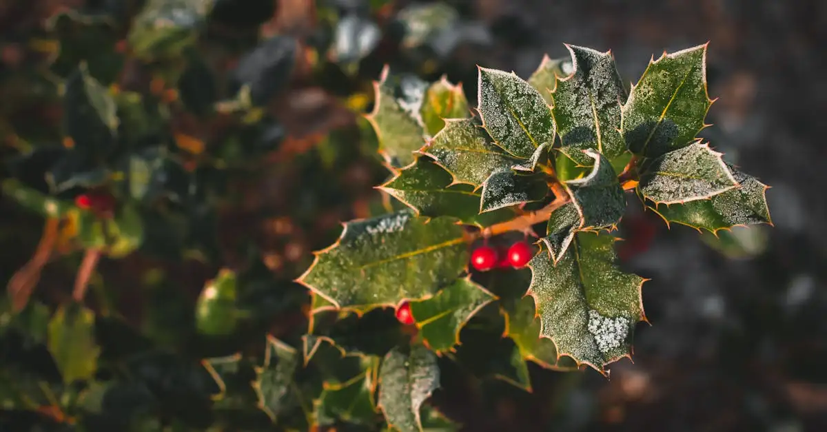 Hulst combineren in een gemengde winterborder: tips & tricks