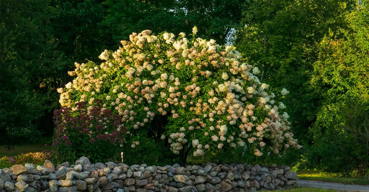 Hydrangea Paniculata Combineren met Siergrassen Tips en Trucs (2026)