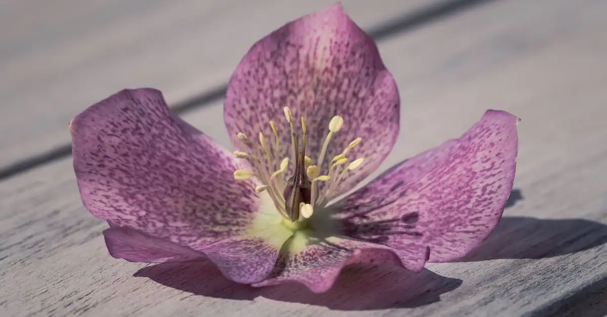 Ideale pH-waarde voor stinkend nieskruid (Helleborus foetidus)