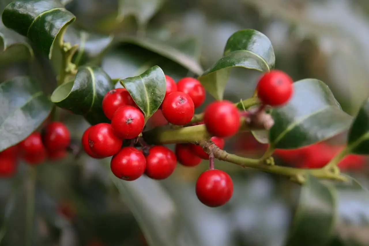 Ilex Crenata in Pot Houden op het Terras Tips en Voordelen (2026)