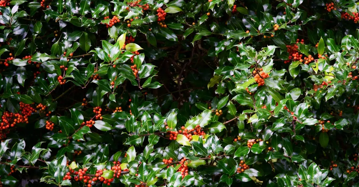 Ilex Meserveae als Haag Voordelen en Tips voor Aanplant (2026)