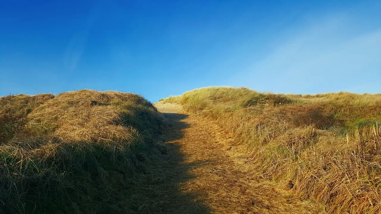 Inheemse Grassoorten in Nederland een Overzicht (2026)